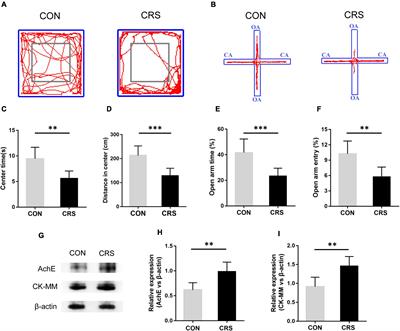 Activation of the Mesencephalic Trigeminal Nucleus Contributes to Masseter Hyperactivity Induced by Chronic Restraint Stress